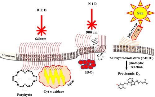 Red Light Therapy and COVID-19