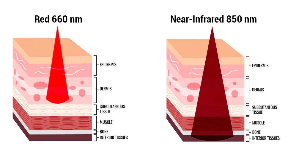 Beyond the Surface: How Photobiomodulation Influences Tissue at the Cellular Level