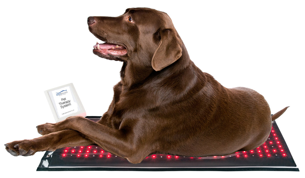 Red Light Therapy for Pets